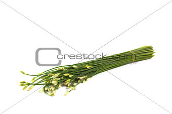 flowering garlic chives 
