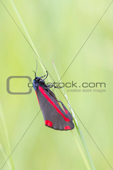 Cinnabar Moth  (Tyria jacobaeae)
