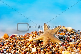 Starfish lying on the sand beach.