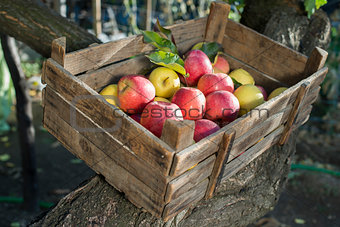 Apples in an old wooden crate on tree