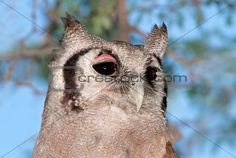 Giant eagle-owl
