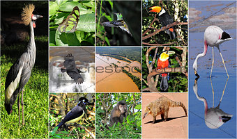 a collage made from Iguazu National park nature pictures.