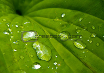 Water drops leaf