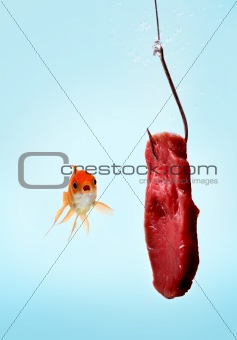 A goldfish with meat