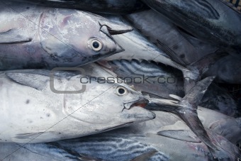 fresh catched fish on boat