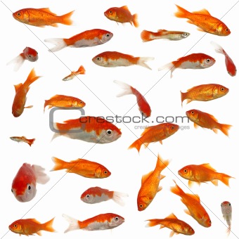Many goldfish