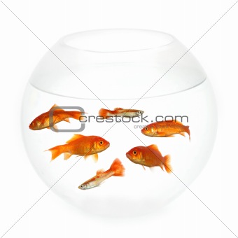 Fish in a bowl