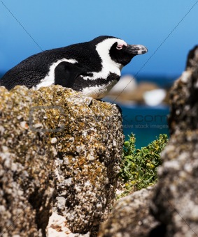Sunbathing Penguin