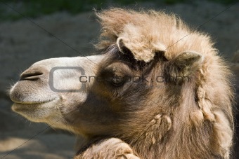 Camel head profile