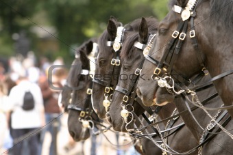 Horses Changing Guard