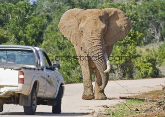 African Traffic stopper
