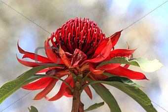 NSW Waratah flower