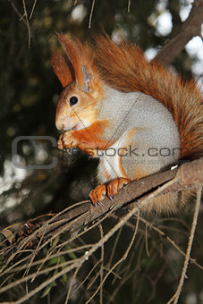 squirrel on a branch of pine with a meal in the hands