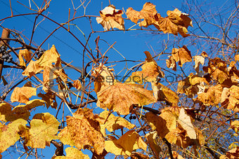 Yellow and scarlet leaves on a grapes bush