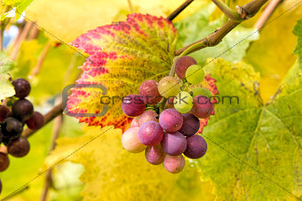 Wine Grapes on Vine Closeup
