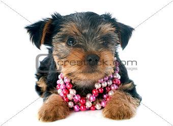 puppy yorkshire terrier
