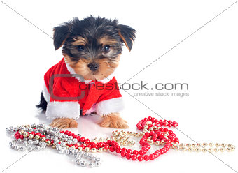 puppy yorkshire terrier