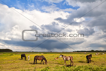horses and foals on pasture under stormy sky