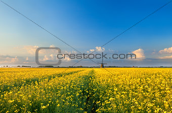 rapeseend flower field and windmill