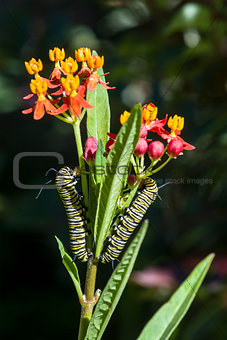 Monarch Butterfly Caterpillars