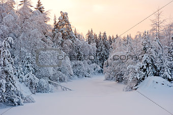 Small forest lake in the snow of the snow-covered fir trees