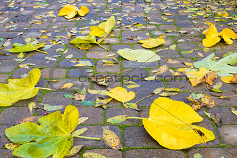 Backyard Paver Patio with Fall Leaves