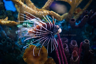 Beautiful Lionfish (Pterois) Swimming Alone in an Aquarium