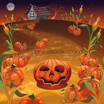 Pumpkins in the field.