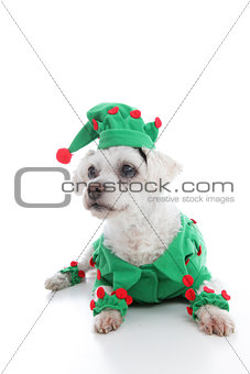 Pet Jester or Christmas Elf
