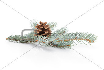blue spruce twig with cone
