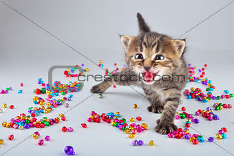 funny little kitten dancing in small metal jingle bells beads