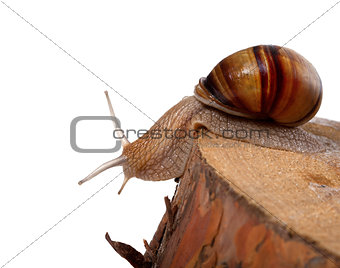 Snail crawling on pine-tree stump