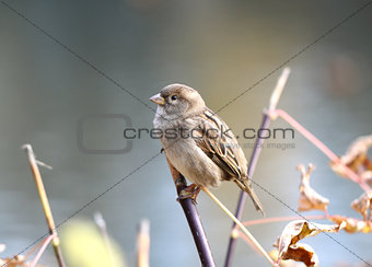 little sparrow 