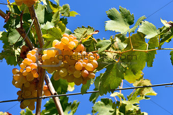 bunch of golden grapes on grapevine right before harvest