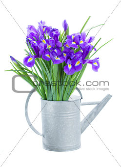 blue irise flowers in watering can