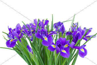 bunch of blue irise flowers