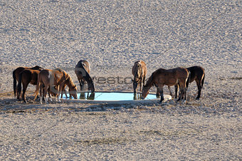 Wild horses of the Namib 
