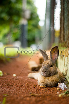 Brown rabbit relaxing