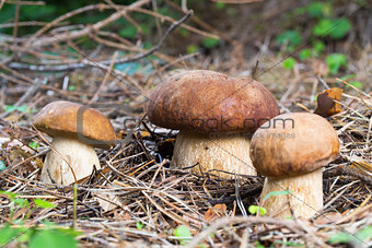 Three Porcini Mushroom in natural enviroment
