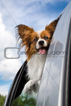 Papillon dog traveling in the car