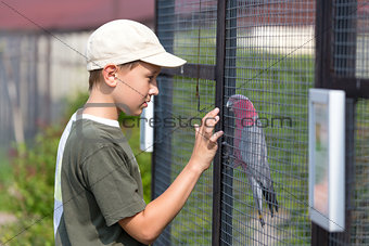 Boy and parrot