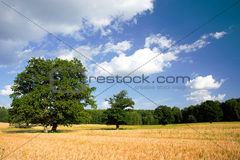 Summer landscape with a tree and field of crops