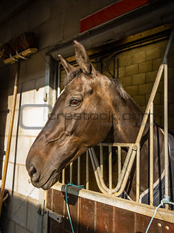 horse in its stall
