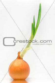 sprouted bulb onions
