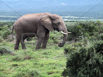 Bull Elephant (Loxodonta africana)