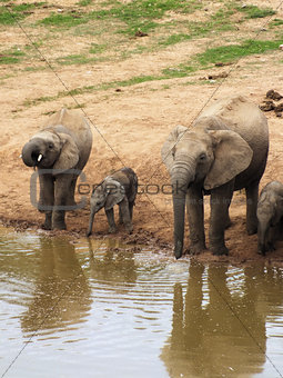 Elephant family taking a drink
