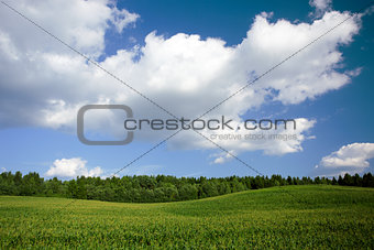 Summer landscape with field, forest and blue sky
