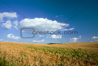 Landscape with grove and field of wheat