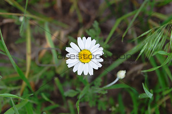 a flower of chamomile