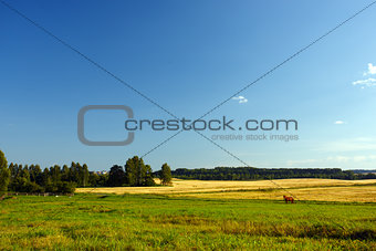 Landscape with forest and horse in a meadow
